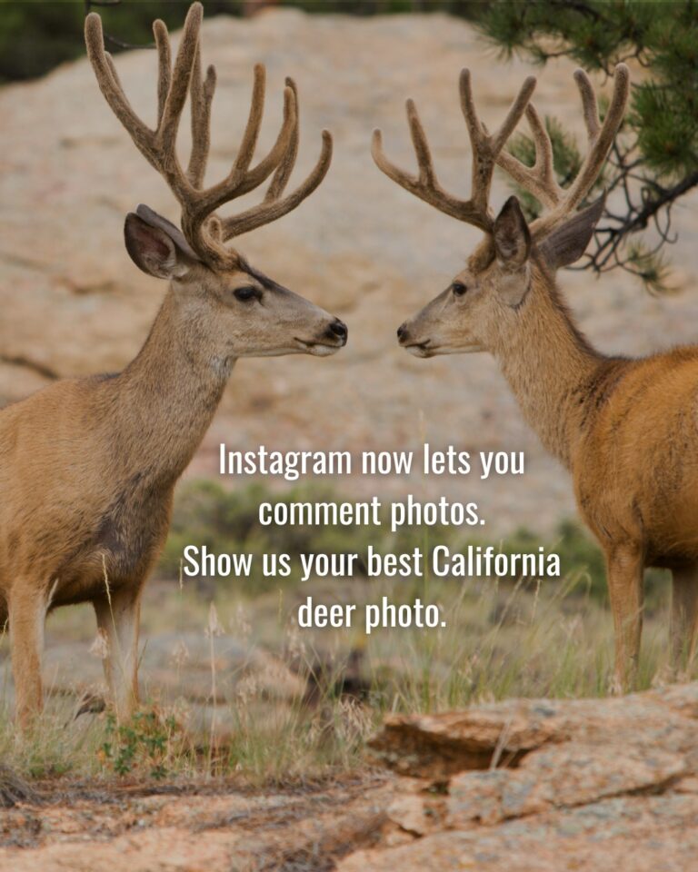 Instagram post from caldeerassoc. This post is in position 1.