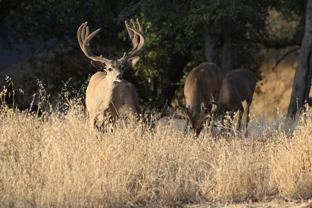 Instagram post from caldeerassoc. This post is in position 1.