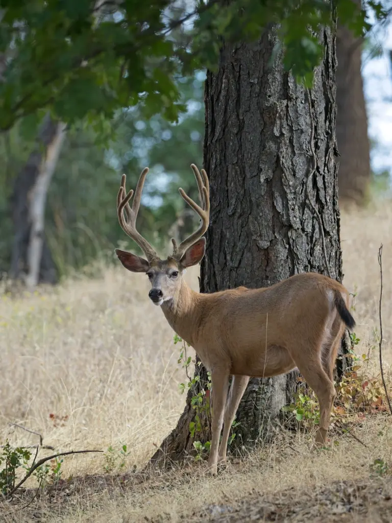 Instagram post from caldeerassoc. This post is in position 1.