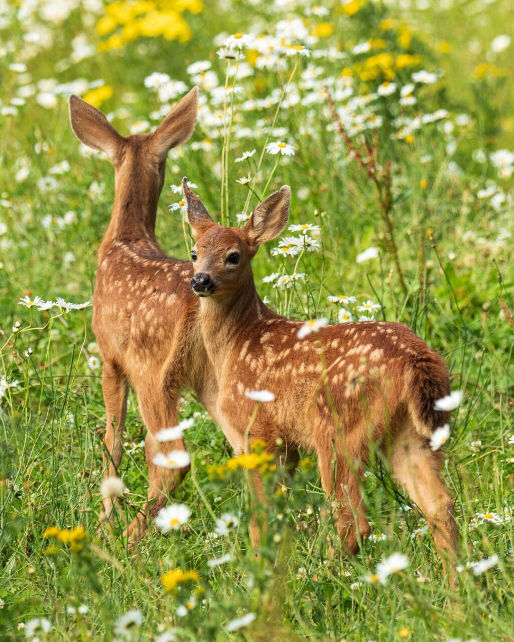 Instagram post from caldeerassoc. This post is in position 2.