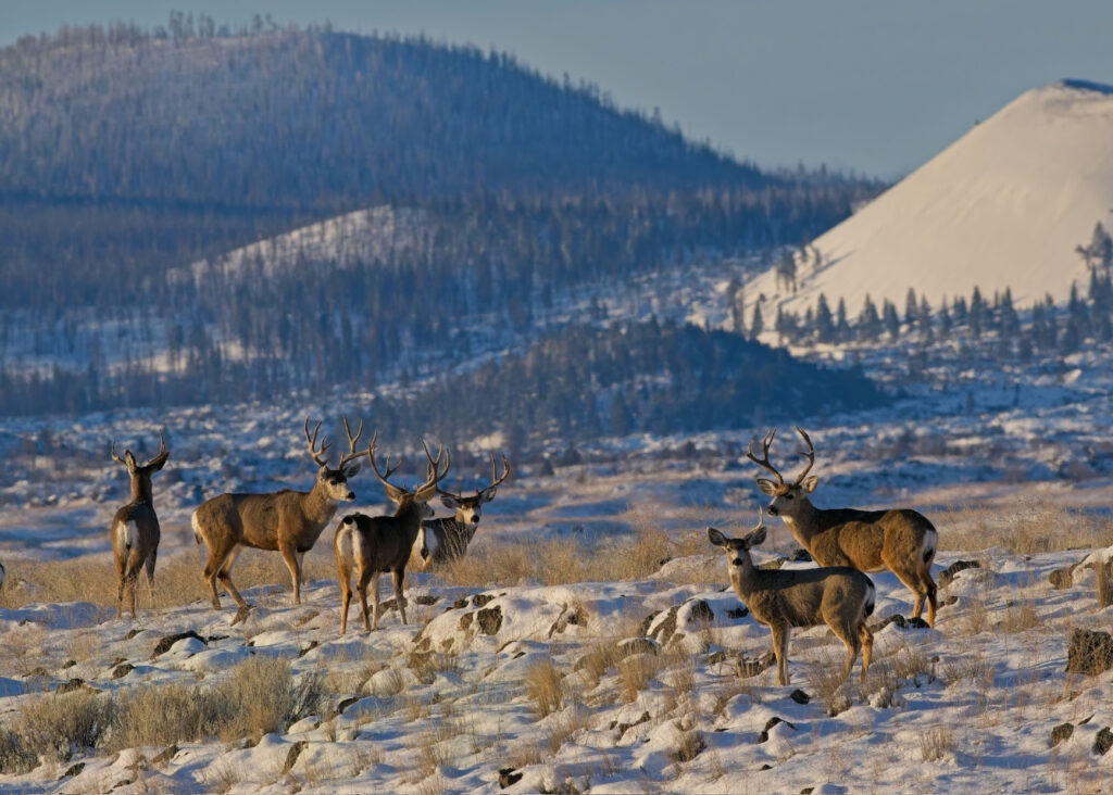 Instagram post from caldeerassoc. This post is in position 1.