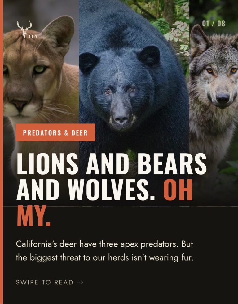 Instagram post from caldeerassoc. This post is in position 1.