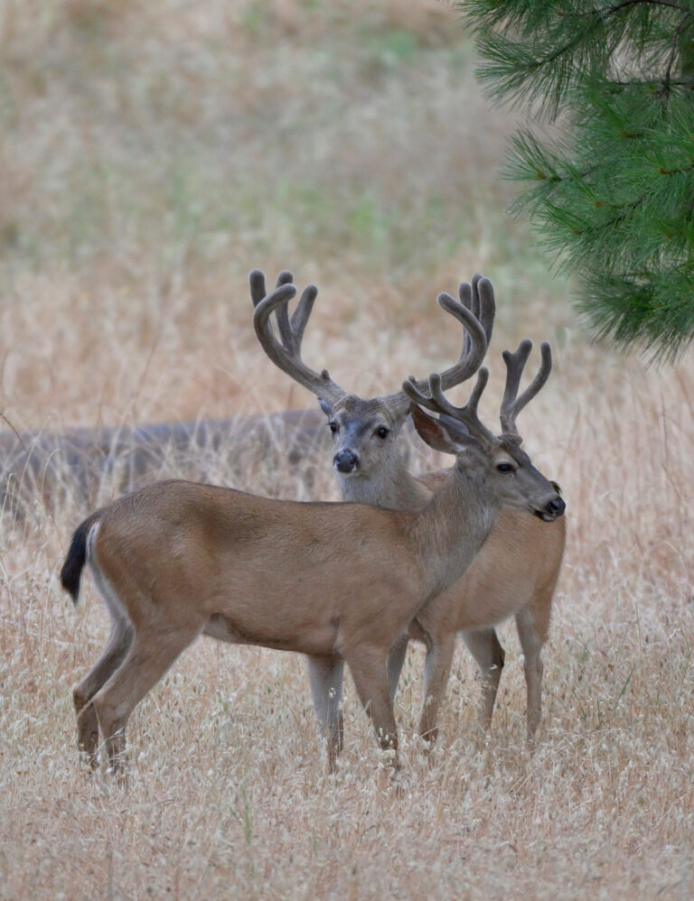 Instagram post from caldeerassoc. This post is in position 1.
