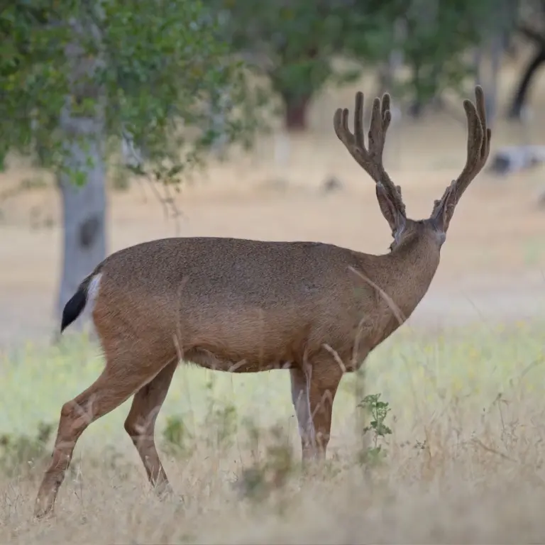 Instagram post from caldeerassoc. This post is in position 3.