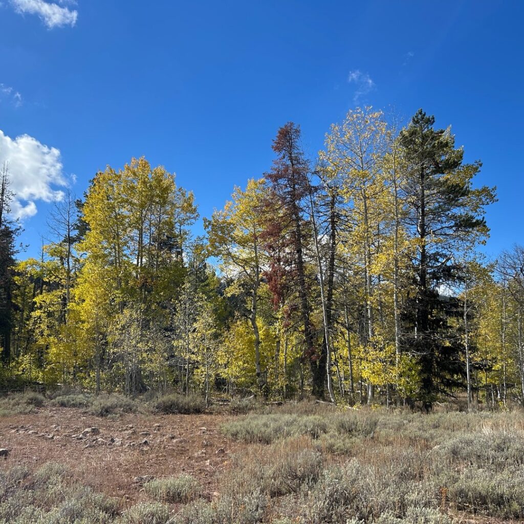 Instagram post from caldeerassoc. This post is in position 1.