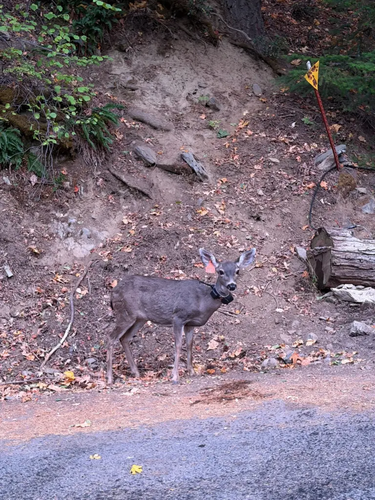 Instagram post from caldeerassoc. This post is in position 0.