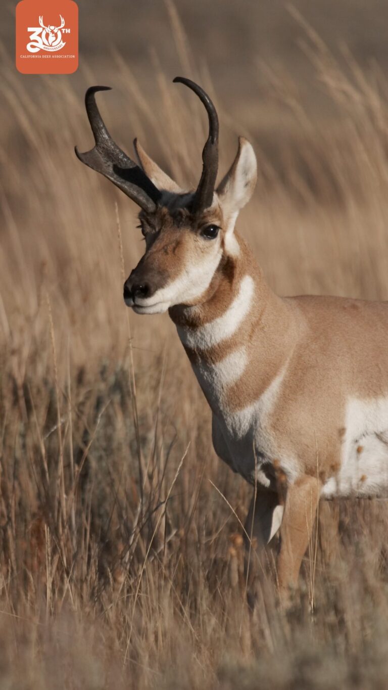 Instagram post from caldeerassoc. This post is in position 1.