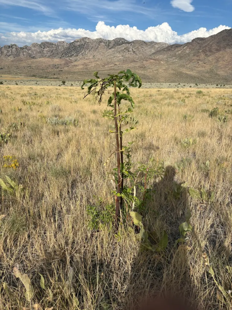 Instagram post from caldeerassoc. This post is in position 3.