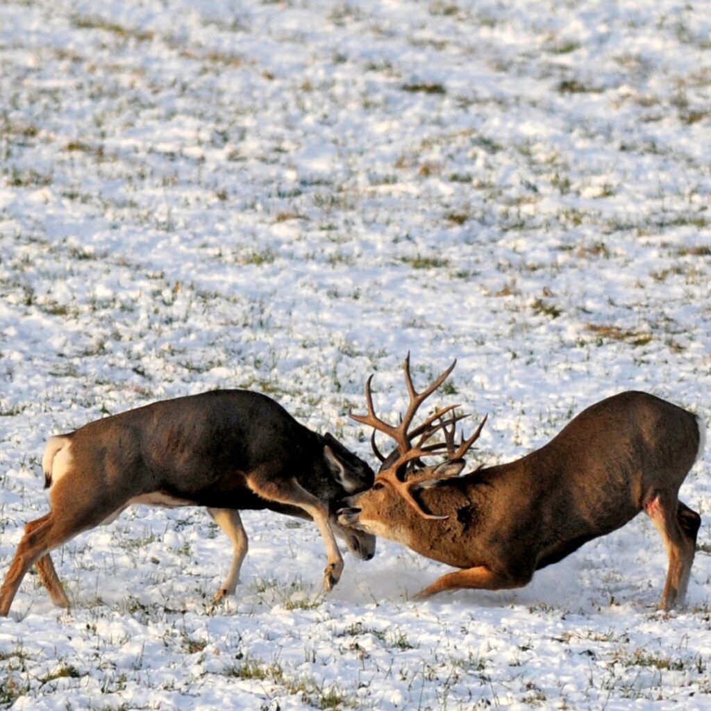 Instagram post from caldeerassoc. This post is in position 0.