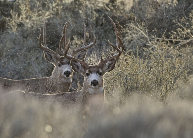 Instagram post from caldeerassoc. This post is in position 1.