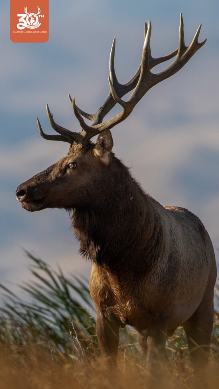 Instagram post from caldeerassoc. This post is in position 2.