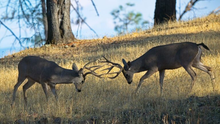 Instagram post from caldeerassoc. This post is in position 4.