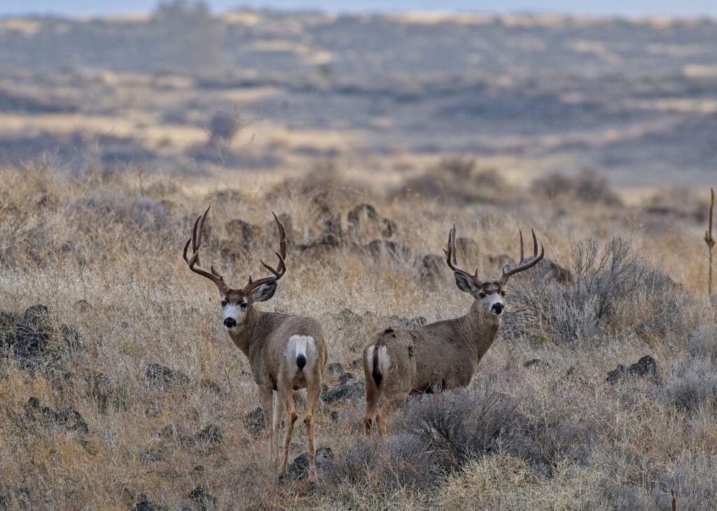 Instagram post from caldeerassoc. This post is in position 1.