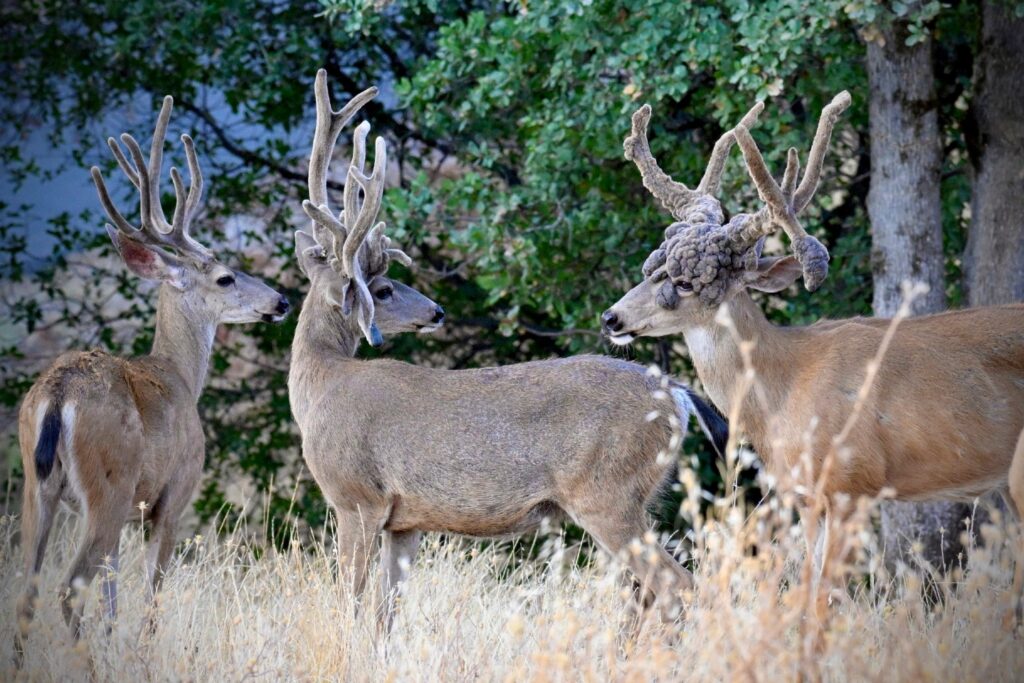 Instagram post from caldeerassoc. This post is in position 0.
