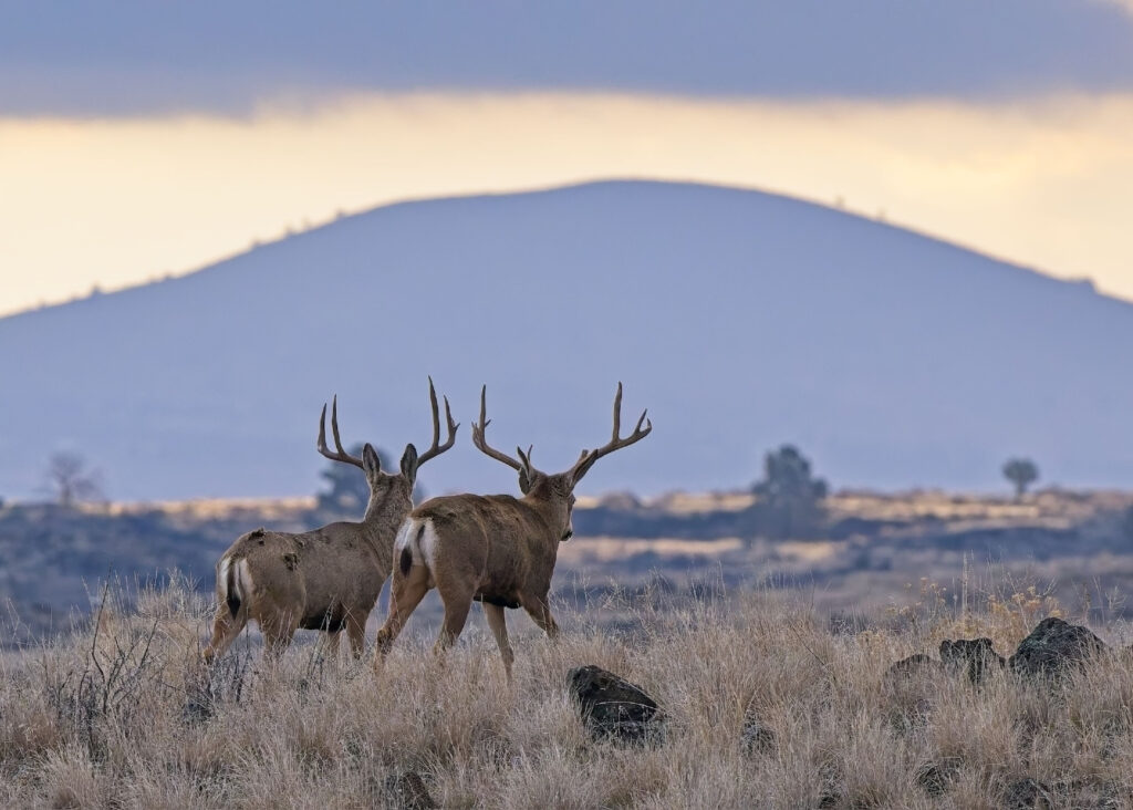 Instagram post from caldeerassoc. This post is in position 2.