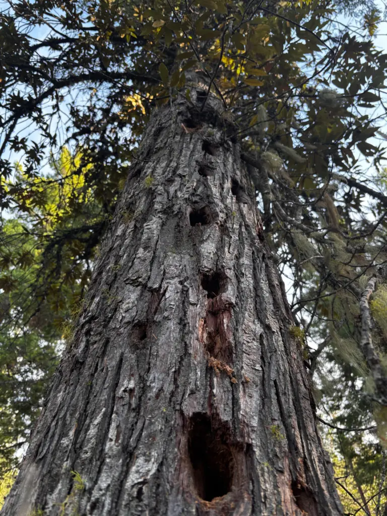 Instagram post from caldeerassoc. This post is in position 3.