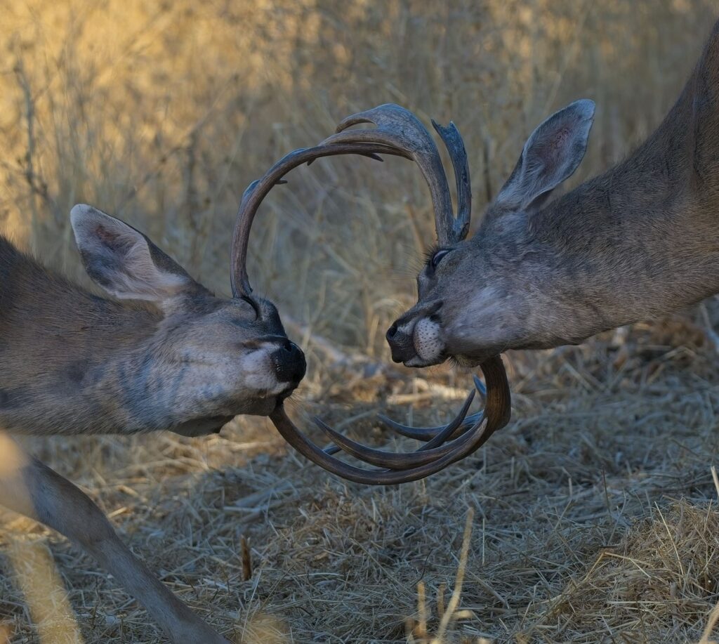 Instagram post from caldeerassoc. This post is in position 2.