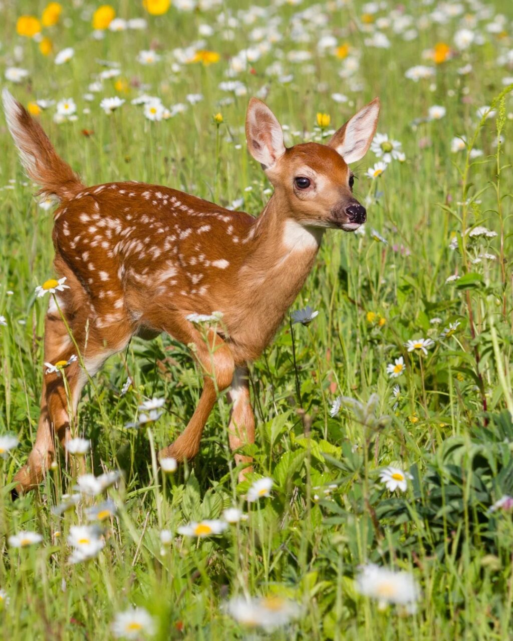 Instagram post from caldeerassoc. This post is in position 1.