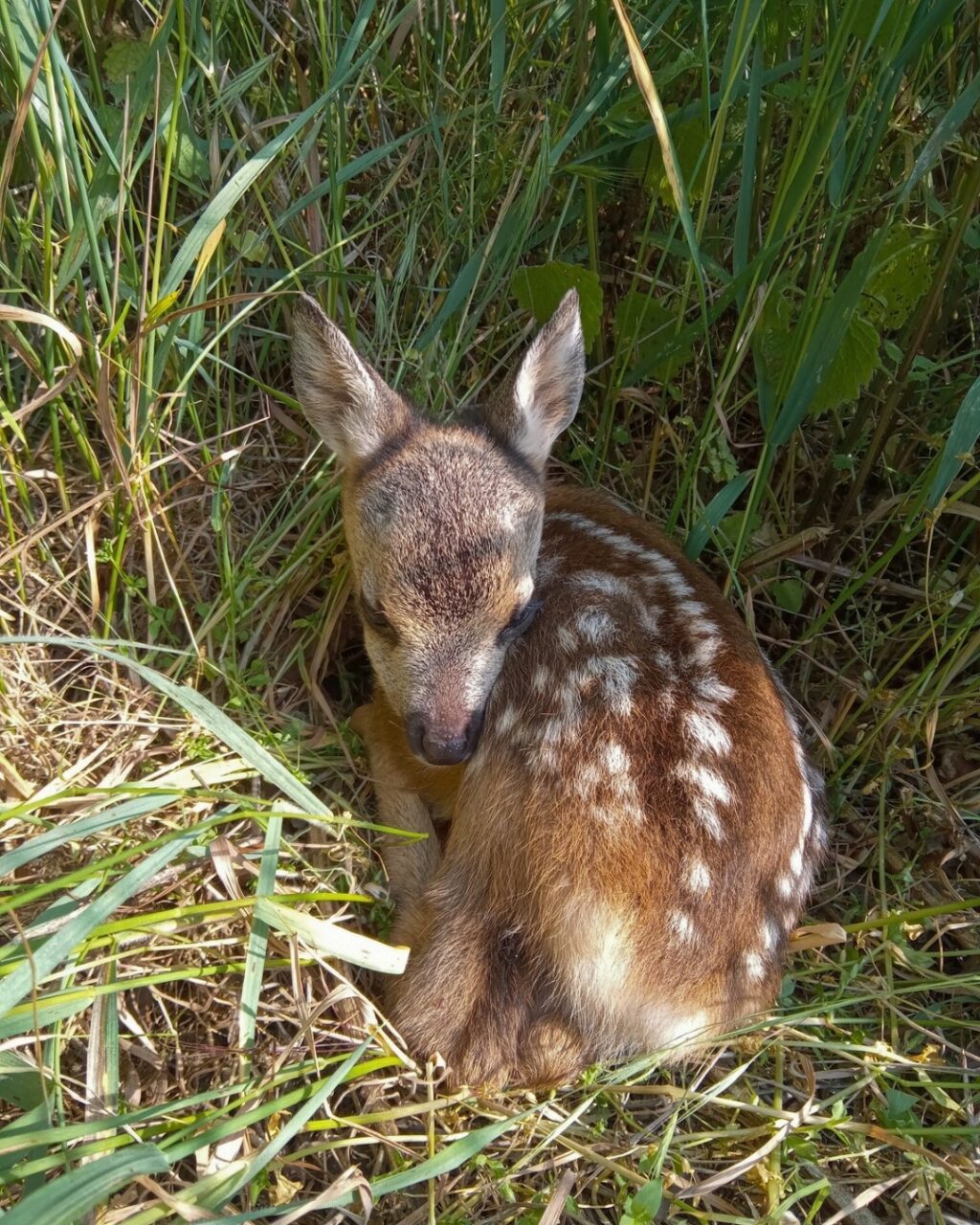 Instagram post from caldeerassoc. This post is in position 0.