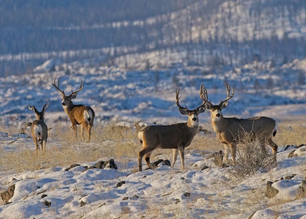 Instagram post from caldeerassoc. This post is in position 0.