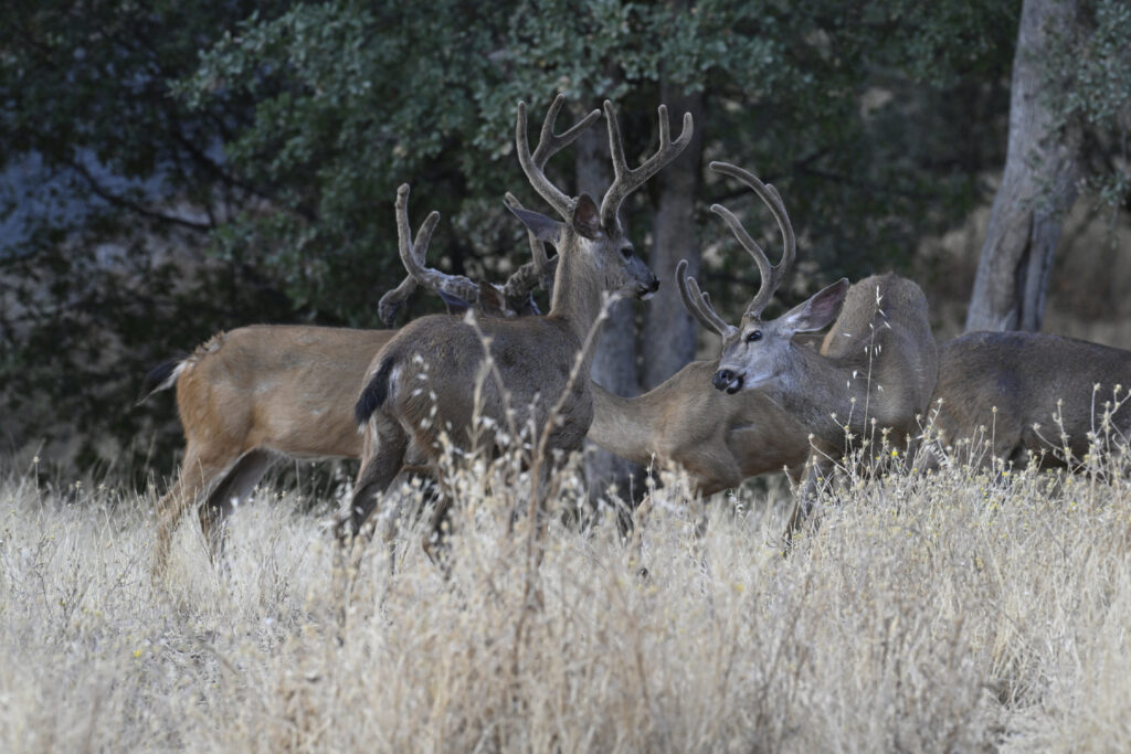 Instagram post from caldeerassoc. This post is in position 1.