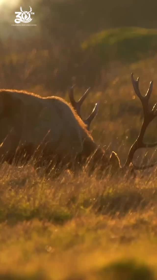 Instagram post from caldeerassoc. This post is in position 1.