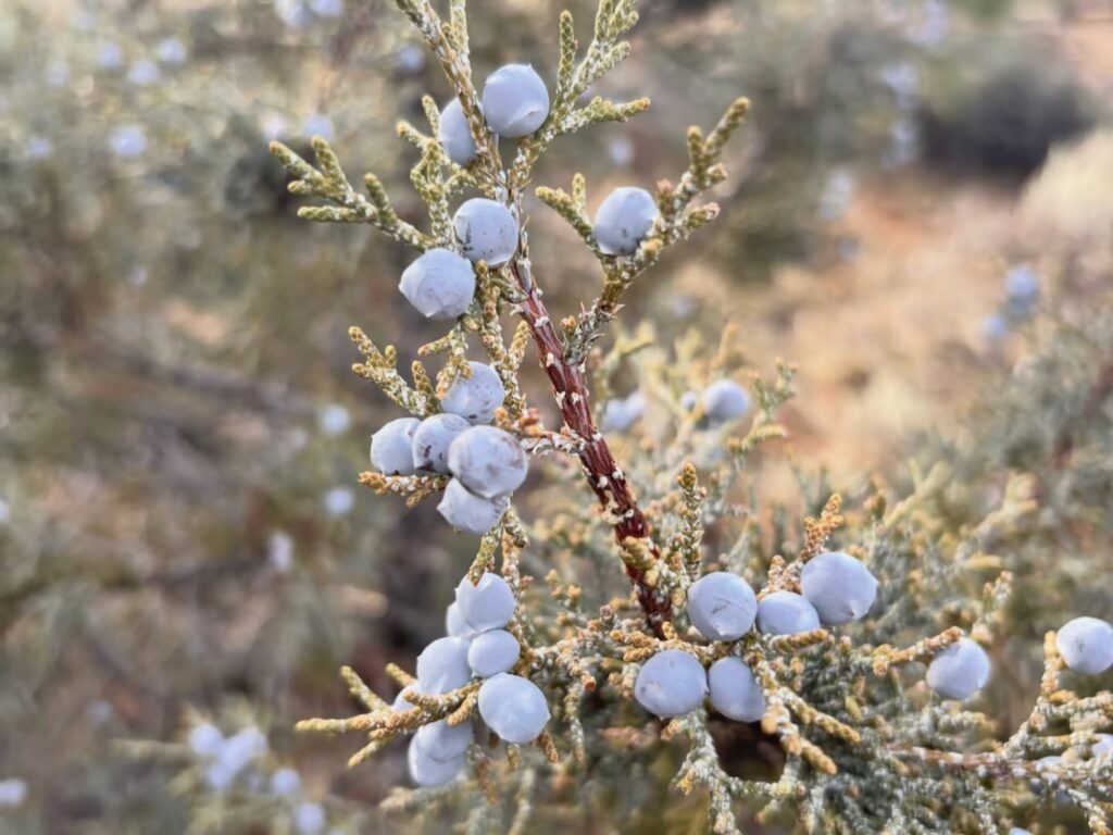 Instagram post from caldeerassoc. This post is in position 7.