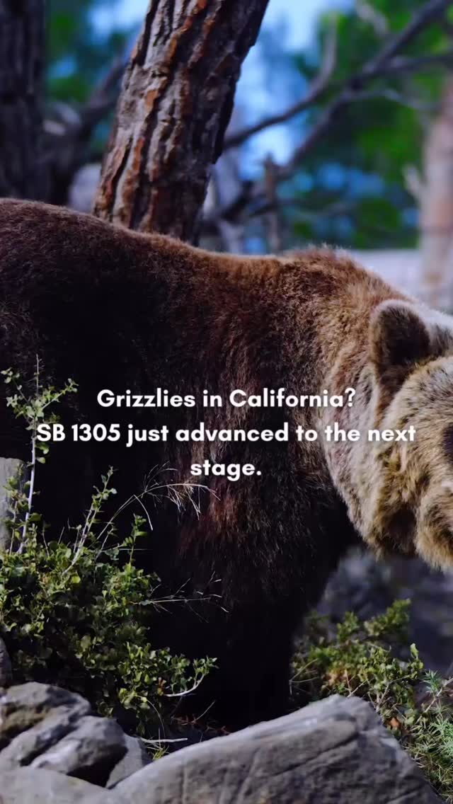 Instagram post from caldeerassoc. This post is in position 1.