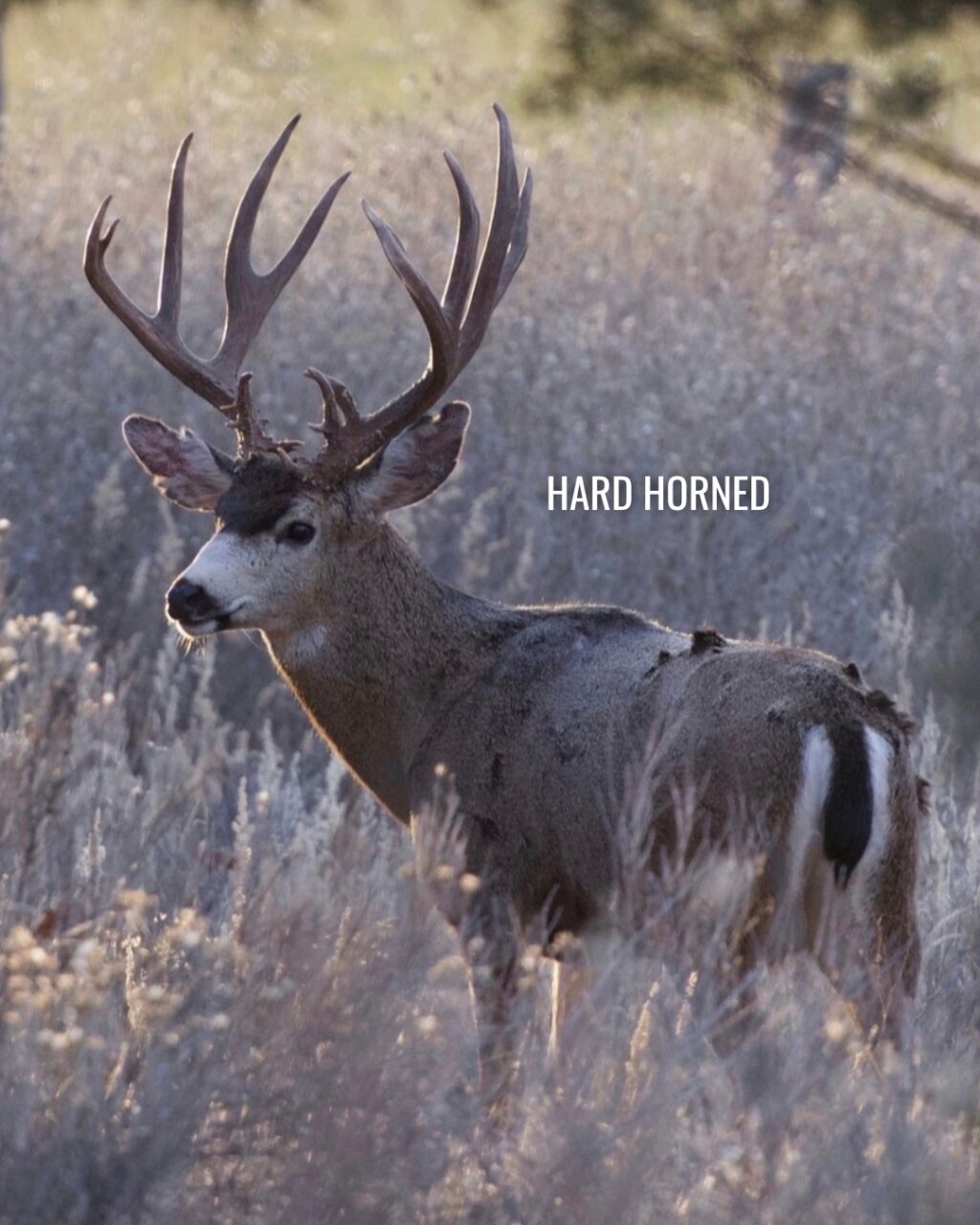 Instagram post from caldeerassoc. This post is in position 1.