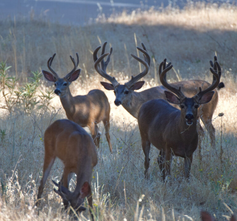 Instagram post from caldeerassoc. This post is in position 1.
