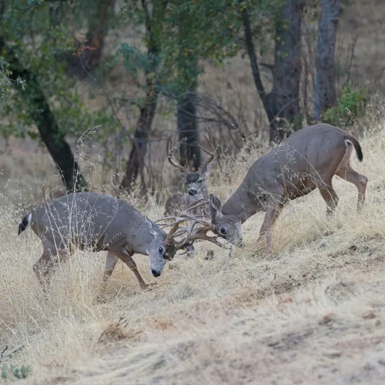 Instagram post from caldeerassoc. This post is in position 0.