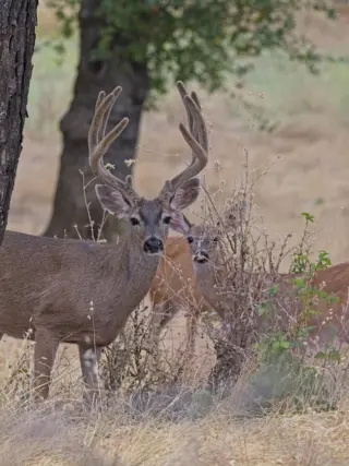 Instagram post from caldeerassoc. This post is in position 1.