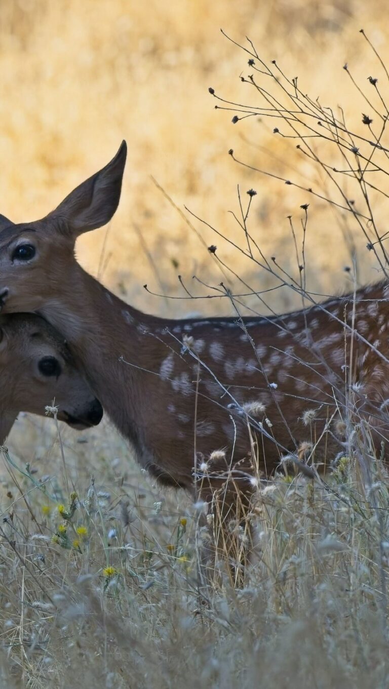 Instagram post from caldeerassoc. This post is in position 1.