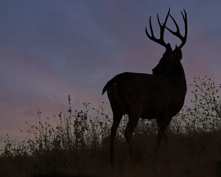 Instagram post from caldeerassoc. This post is in position 1.