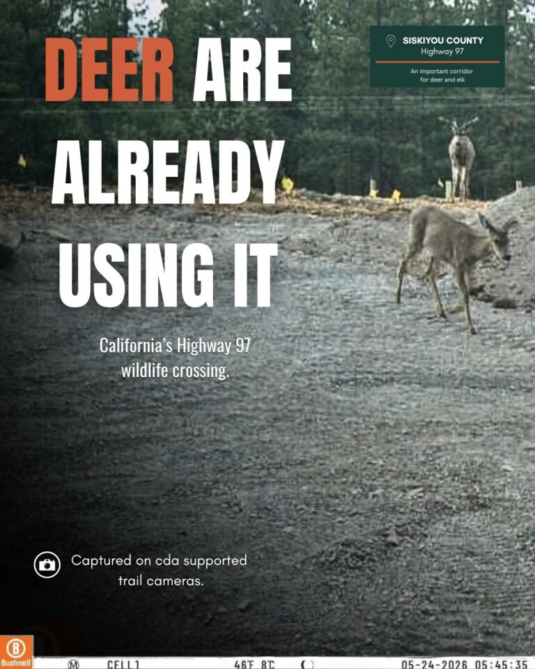 Instagram post from caldeerassoc. This post is in position 1.