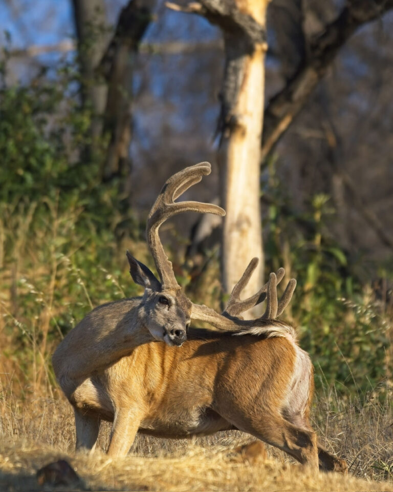 Instagram post from caldeerassoc. This post is in position 1.