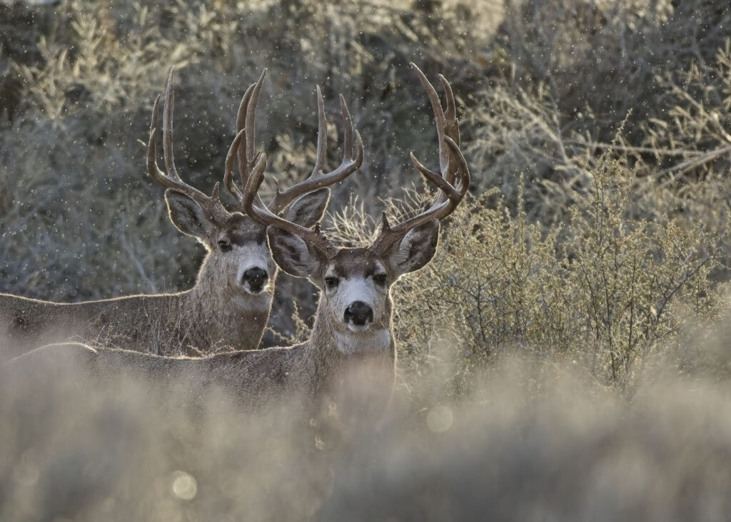 Instagram post from caldeerassoc. This post is in position 0.