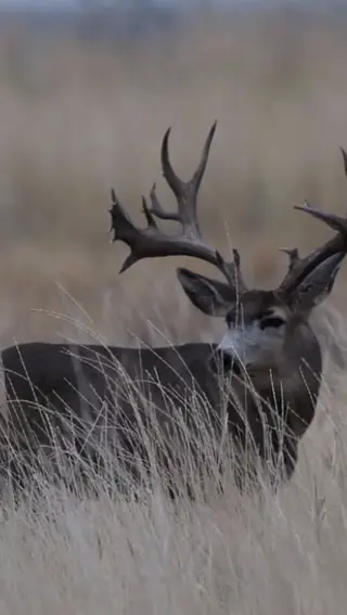 Instagram post from caldeerassoc. This post is in position 1.