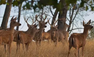 Instagram post from caldeerassoc. This post is in position 1.