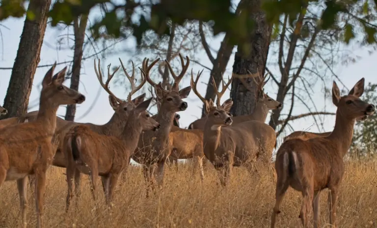 Instagram post from caldeerassoc. This post is in position 0.