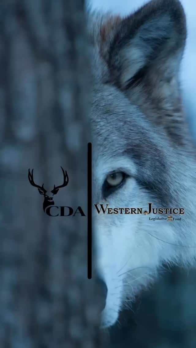 Instagram post from caldeerassoc. This post is in position 0.