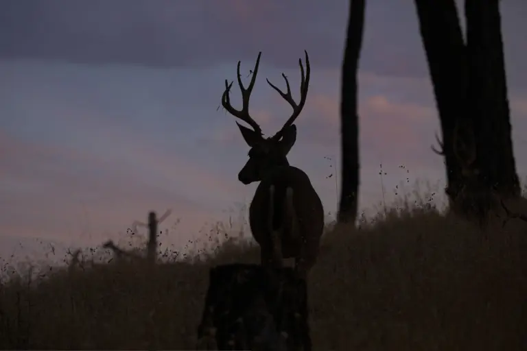 Instagram post from caldeerassoc. This post is in position 0.