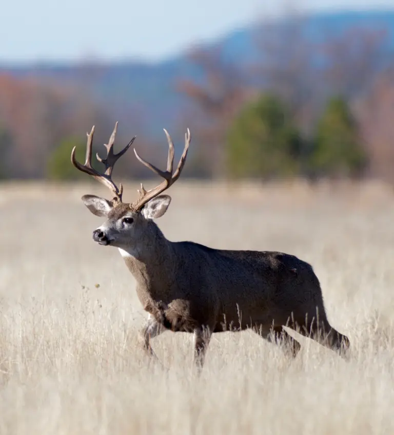 Instagram post from caldeerassoc. This post is in position 1.