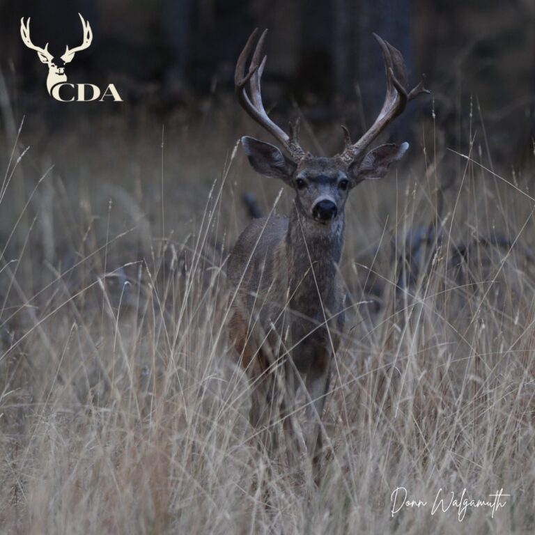 Instagram post from caldeerassoc. This post is in position 5.