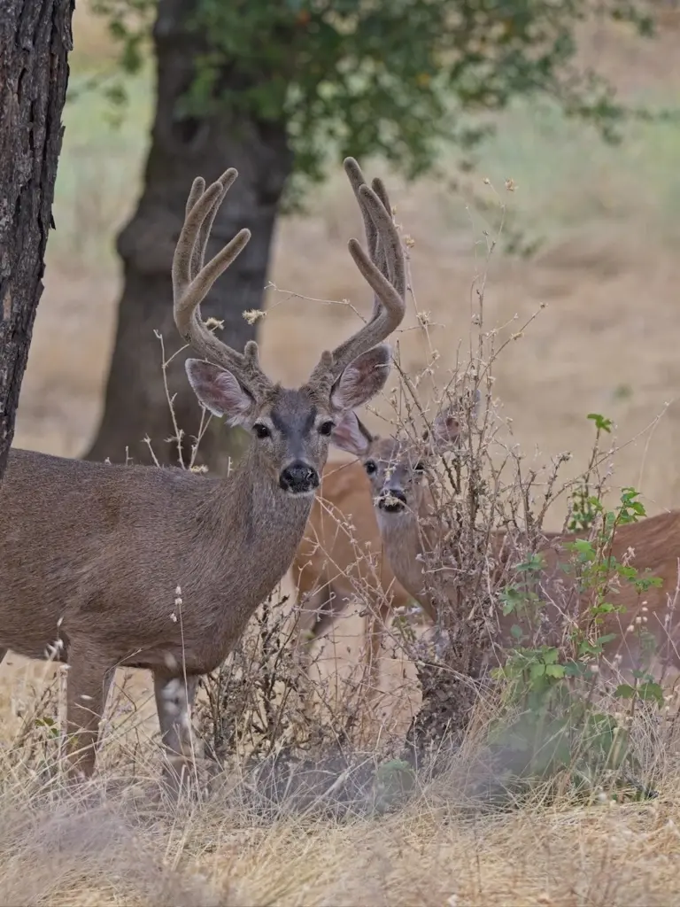 Instagram post from caldeerassoc. This post is in position 0.