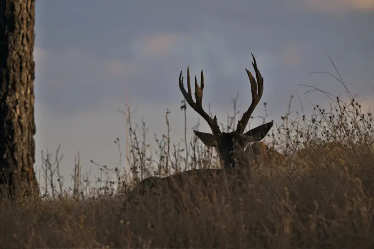 Instagram post from caldeerassoc. This post is in position 2.