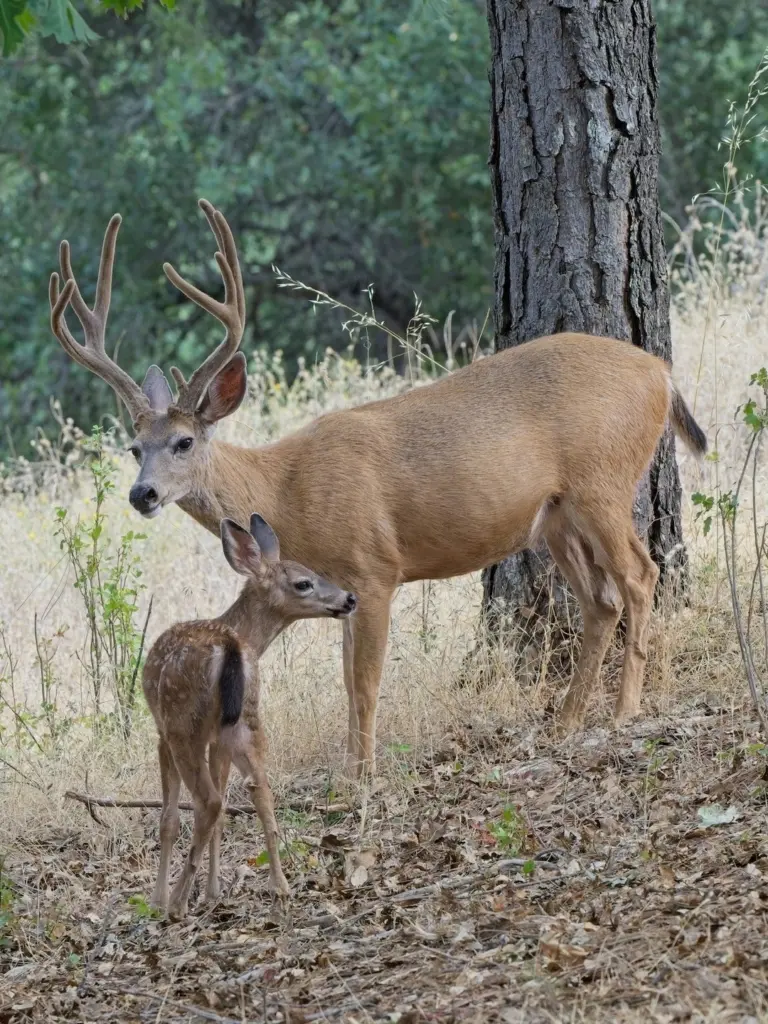 Instagram post from caldeerassoc. This post is in position 2.