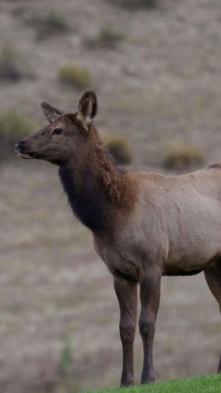 Instagram post from caldeerassoc. This post is in position 1.