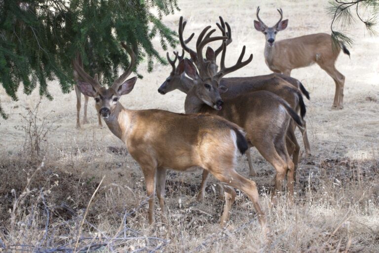 Instagram post from caldeerassoc. This post is in position 1.