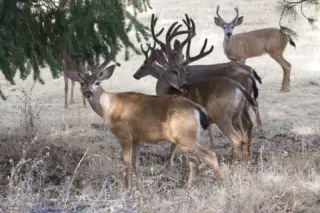 Instagram post from caldeerassoc. This post is in position 4.